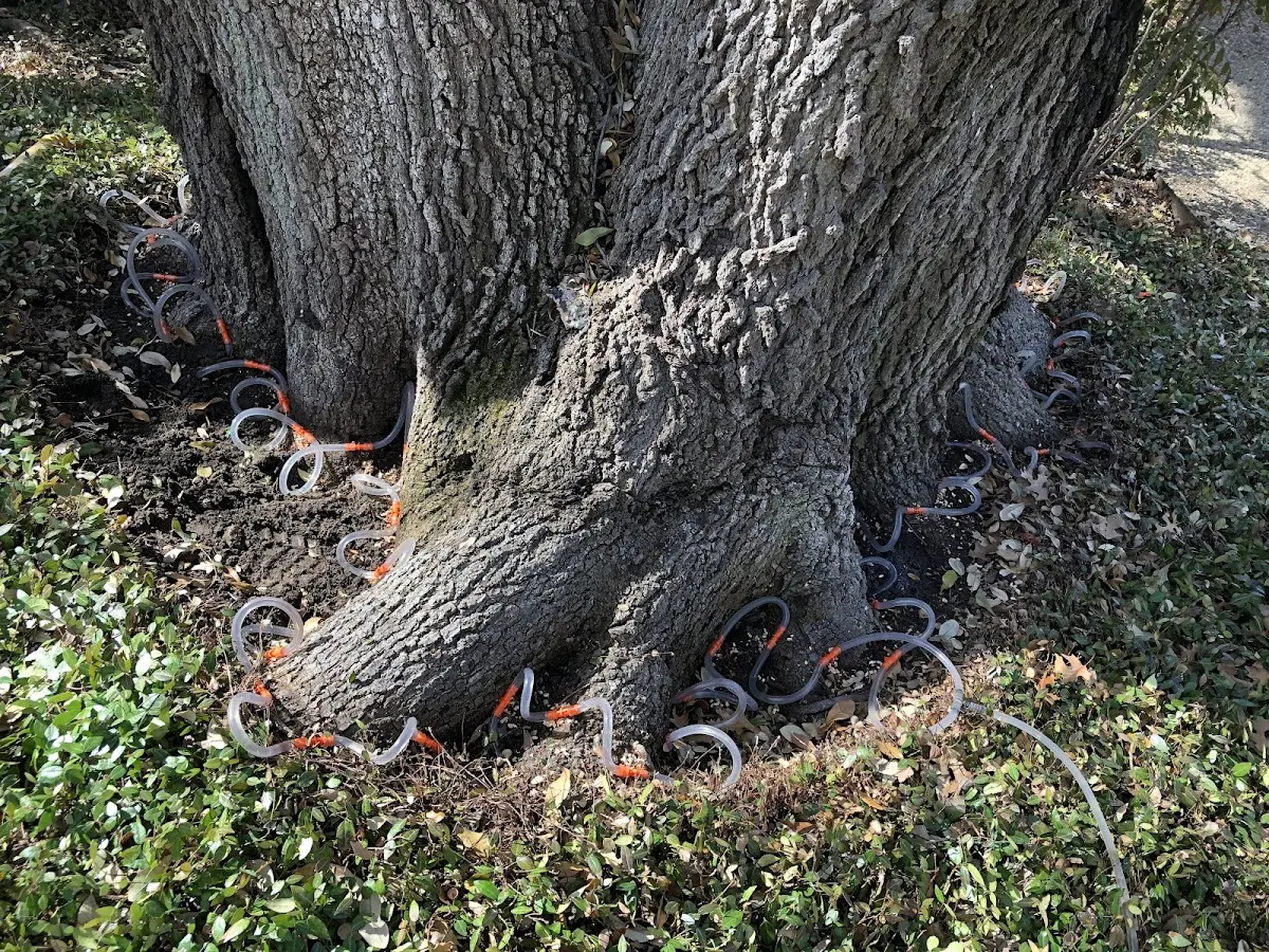 Detailed Tree Cabling and Bracing job site in Toivola