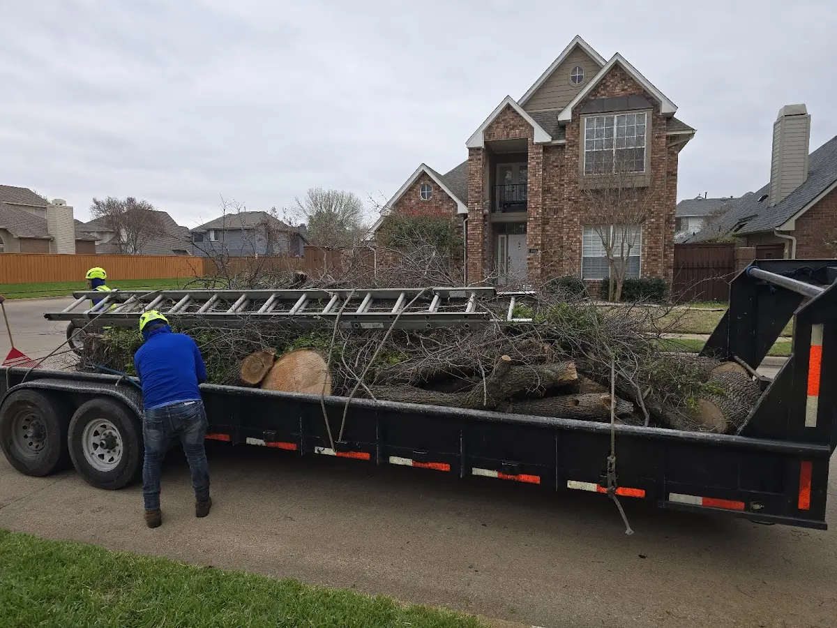 Expert Tree Pest Control with proper safety equipment in Toivola